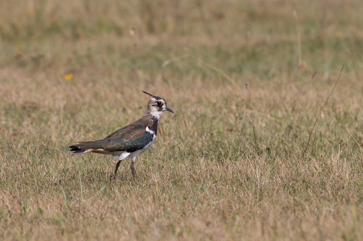 Чибис. Фото из архива заказника