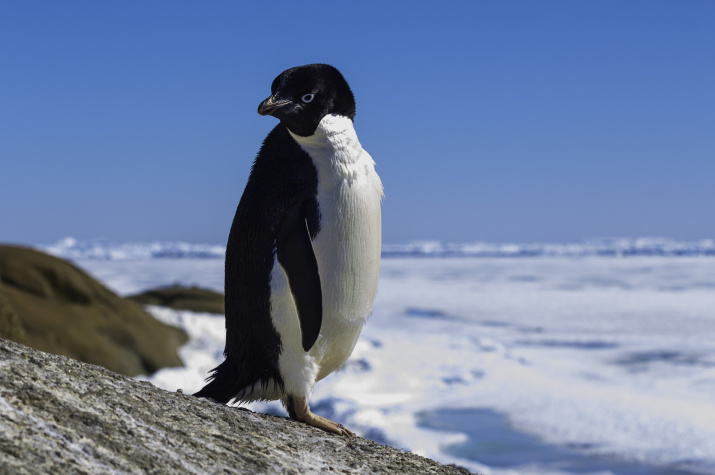 Пингвин - символ Антарктиды. Фото: Дмитрий Резвов, участник фотоконкурса РГО "Самая красивая страна"