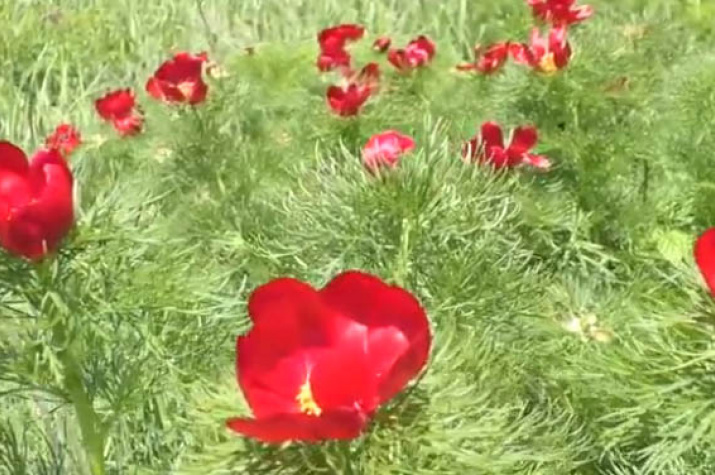 Цветение диких пионов в Ульяновской области