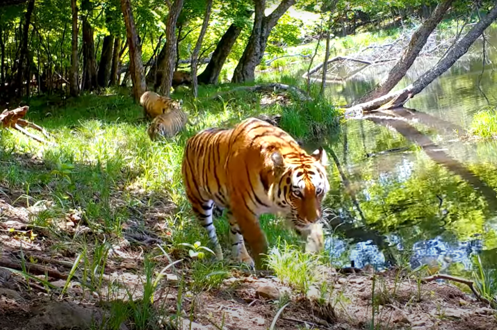 Скриншот видео, предоставленного нацпарком "Земля леопарда"