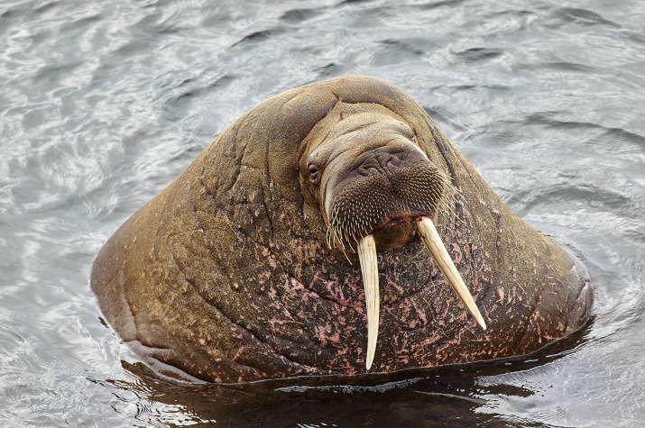 Атлантический морж. Фото: Олег Першин Атлантический морж. Фото: Олег Першин