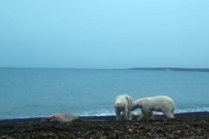 Фото предоставлено национальным парком "Русская Арктика"