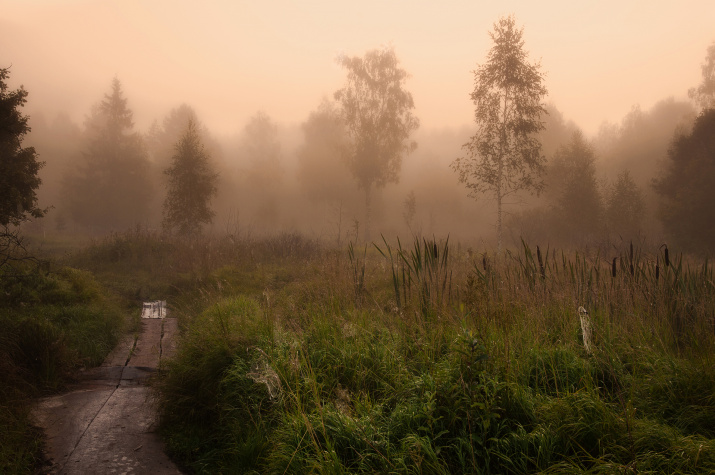 Лесной пейзаж. Фото: Алексей Сергованцев / Фотоконкурс «Самая красивая страна»
