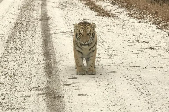 Фото предоставлено пресс-службой Центра "Амурский тигр"