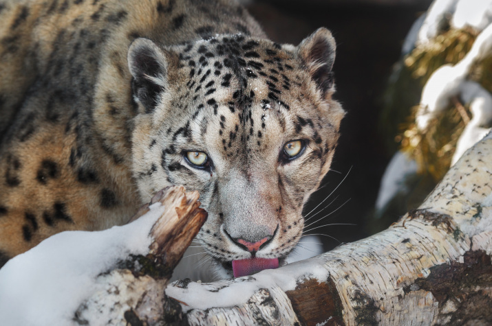 Фото: Олег Богданов, участник фотоконкурса РГО "Самая красивая страна"