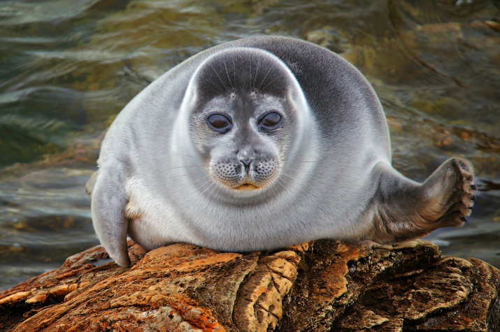 Winter "Family Beach" of the Baikal Seal | Russian Geographical Society