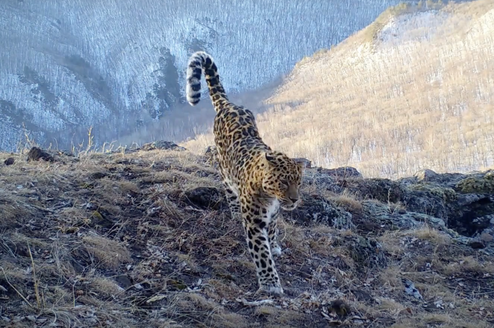 Кадр с фотоловушки национального парка "Земля леопарда"
