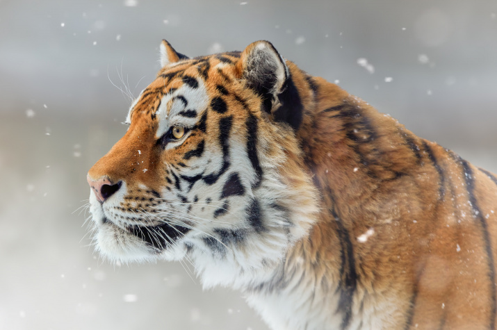 Фото: Олег Богданов