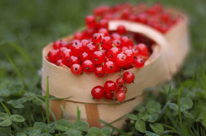 Фото: пресс-служба РГО