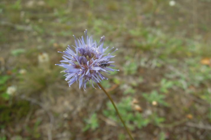 Букашник горный (Jasione montana) Нейский район. Окрестности д.Дорофеево, левый берег р.Номжа, сосновый бор Фото: © Анна Ефимова. 09.07.2016