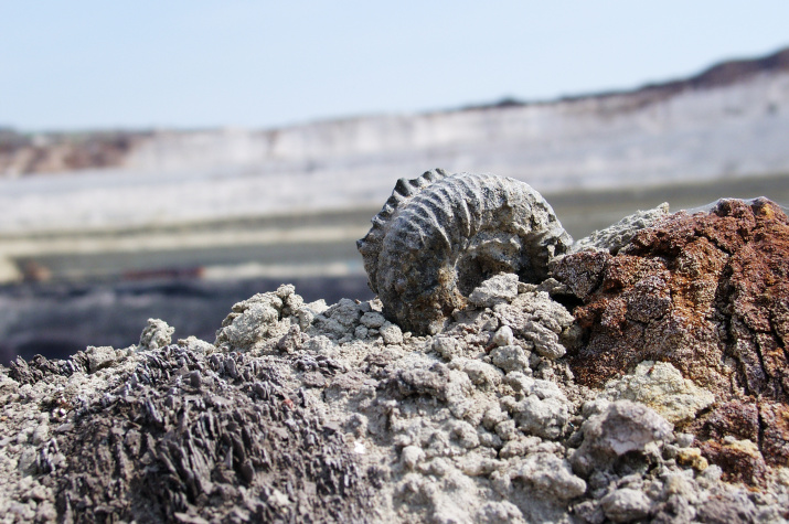 Небольшой верхнеюрский аммонит рода Perisphinctes в карьере Стойленского ГОКа. Фото: Михаил Рогов