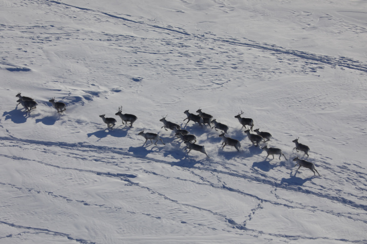 Фото предоставил заповедник "Центральносибирский"