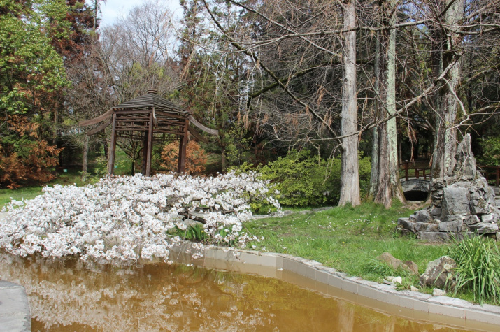 Парк "Дендрарий" в Сочи
