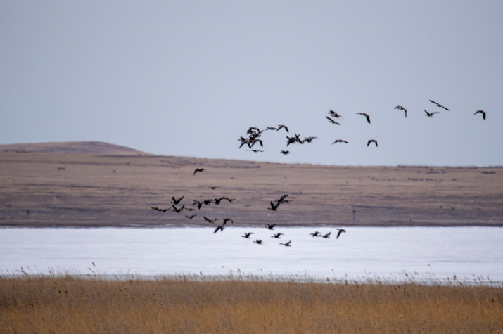 Фото: пресс-служба заповедника "Хакасский"