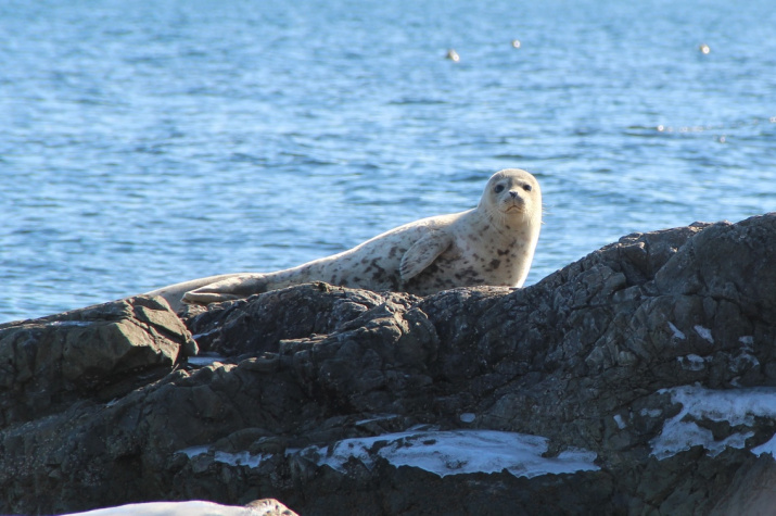 Фото: Сихотэ-Алинский заповедник