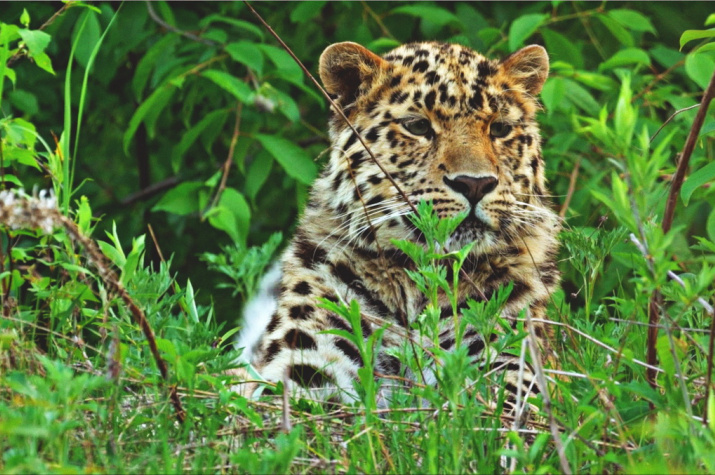 Фото: сайт ФГУП "Земля леопарда"
