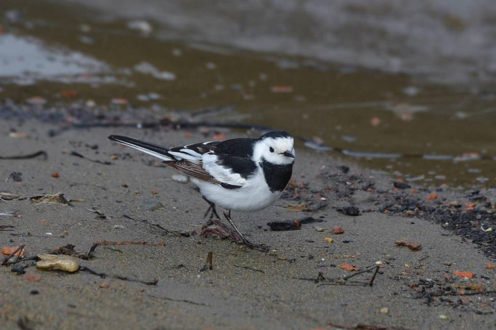 Китайская трясогузка. Автор фото Сергей Чумаков