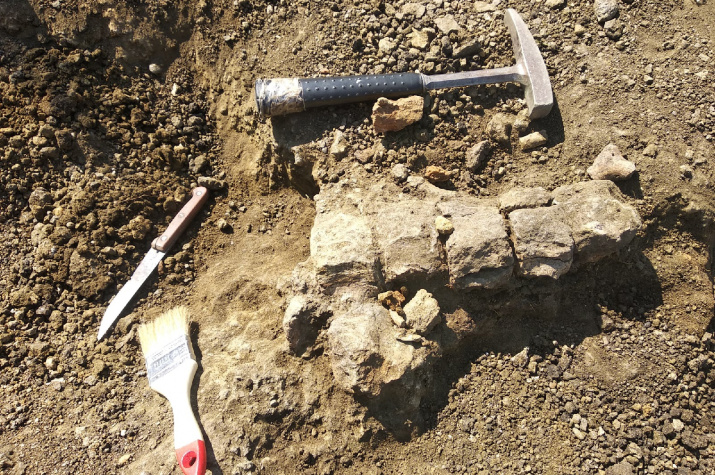 Найденные остатки доисторических ящеров 