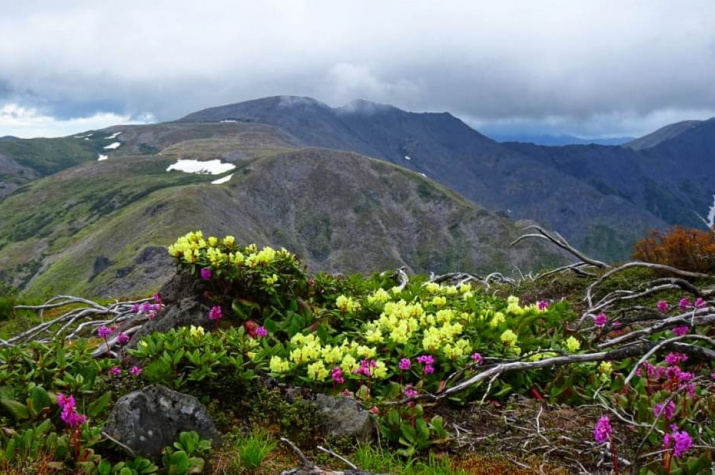 Заросли рододендрона золотистого