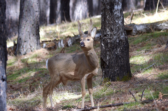 Косуля в национальном парке. Фото Сергея Чумакова