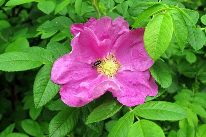 Жук на цветке шиповника. Фото: Надежда Блохина, участник конкурса РГО "Самая красивая страна"