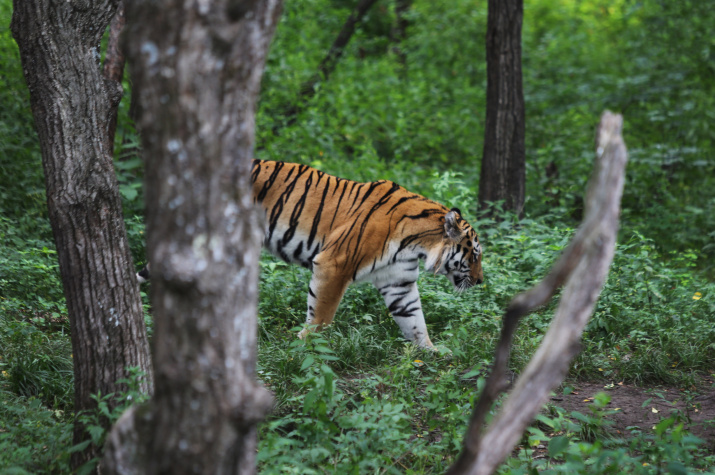 Исчезающий тигр. Фото: Артемий Захаров, участник конкурса РГО "Самая красивая страна"