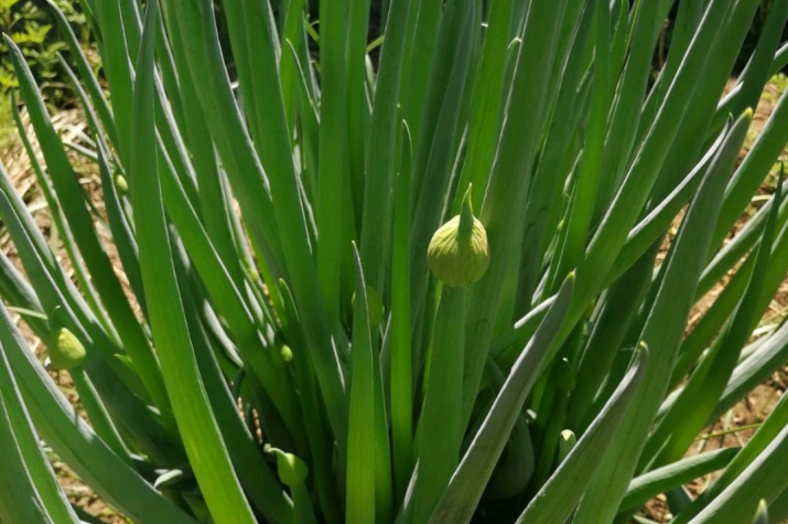 Лук Алтайский (Allium altaicum) - семена