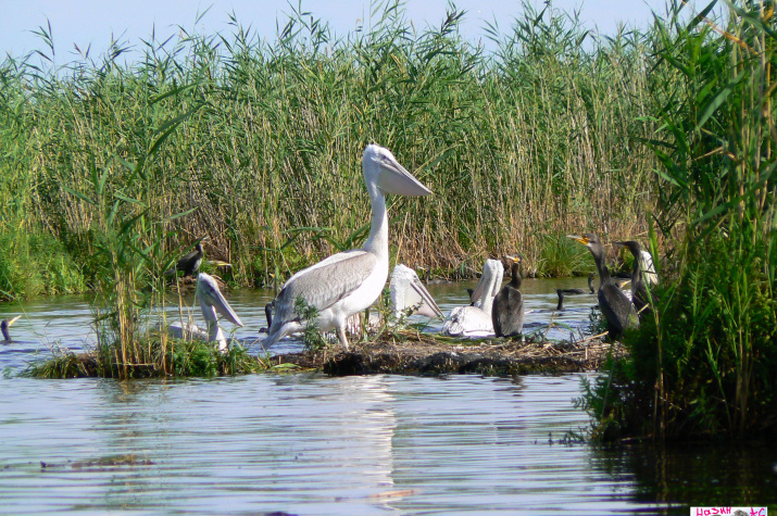 Птицы на озёрах. Фото Александра Назина