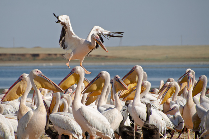 Розовые пеликаны, гнездящиеся на озере Маныч-Гудило, занесены в Красную Книгу. Фото: Ольга Ладыгина