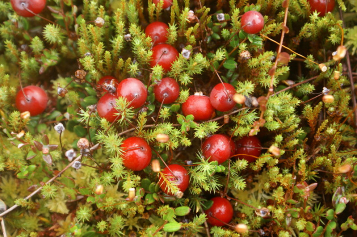 Дудинское болото. Фото: Костромское отделение РГО