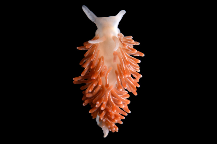 Cuthonella rgo. Фото: Татьяна Коршунова, Александр Мартынов 