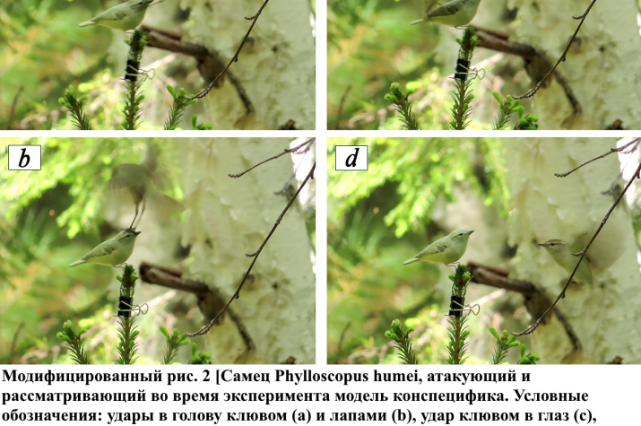 Скриншот из журнала "Nature Conservation Research. Заповедная наука"