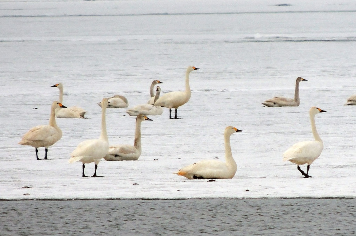 Лебеди на озере. Фото Виктории Шуркиной