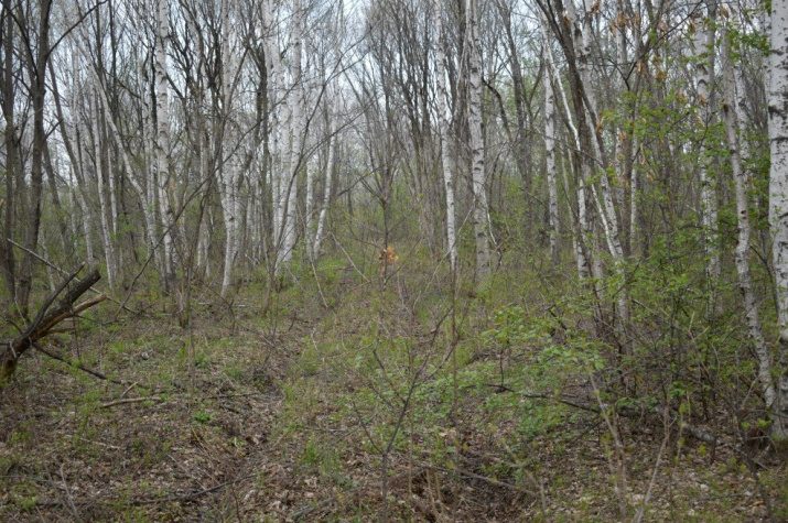 Заросшие поселковые дороги