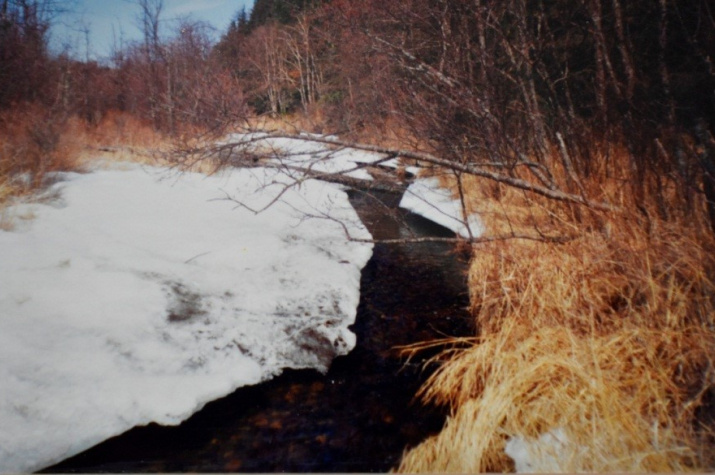 Река Чапчаны в мае