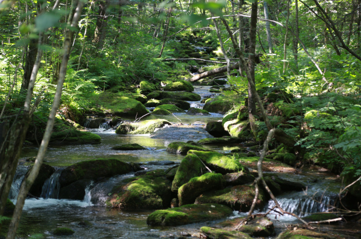  Большехехцирский заповедник. Фото: ФГБУ "Заповедное Приамурье"