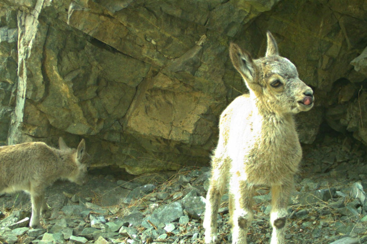 Этим детёнышам горного козла не больше двух месяцев, они активны и любознательны. Фото: пресс-служба Саяно-Шушенского заповедника