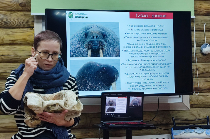 Строение черепа моржа. Фото: Алина Андриянова