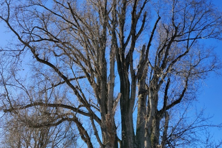 Гигантский тополь в с. Ставд-Дорт. Фото: А.Абоева