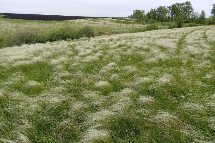 Фотоматериал Дмитрия Поликанина. Ковыльная степь