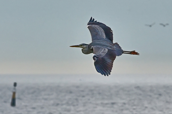 Серая цапля в полёте. Снято с Константиновской батареи. Фото: Ю.Югансон