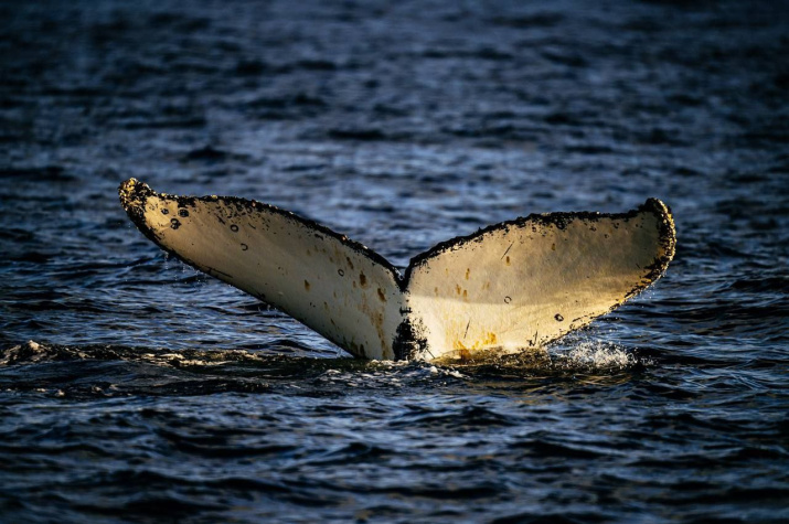 У каждого кита хвост имеет индивидуальный рисунок. Фото Кирилла Умрихина
