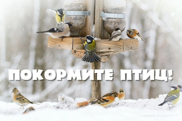 Фото: Курское отделение Союза охраны птиц России