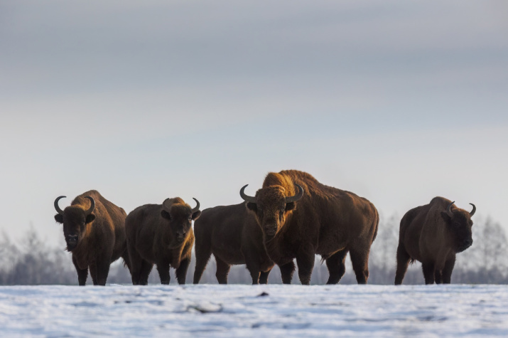 Автор фото: Дмитрий Голубев