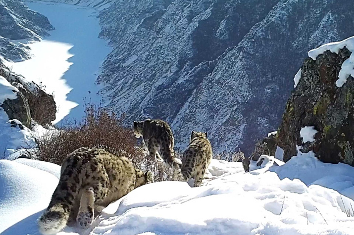 Таджичка с котятами. Фото: фоторегистратор