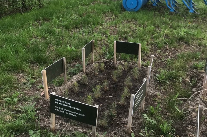 Сосенки из нацпарка «Бузулукский бор». Фото: нацпарк