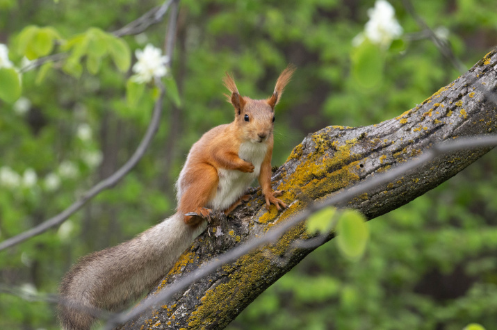 Центральный сибирский ботанический сад СО РАН. Фото: Александр Мокеров
