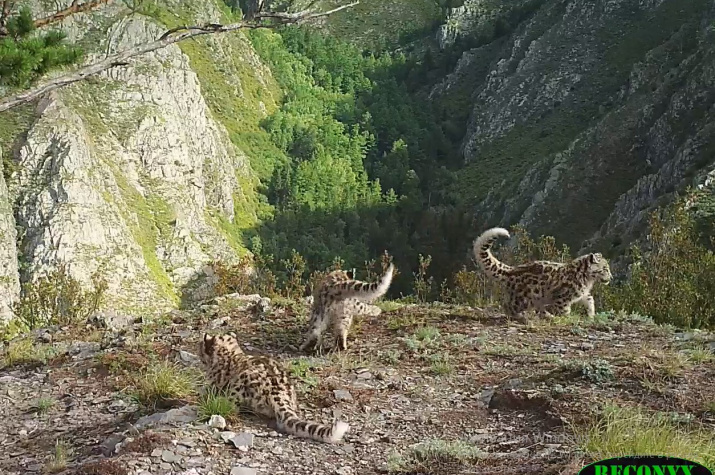 Три котенка самки Клепы Три котенка самки Клепы