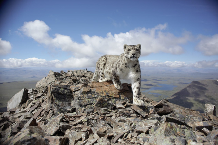 Алтайский ирбис. Фото: Добровольческая экспедиция "По следам снежного барса"