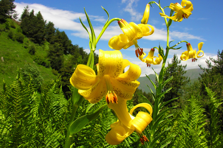 Флора Тляратинского заказника. Фото предоставлено Дагестанским заповедником
